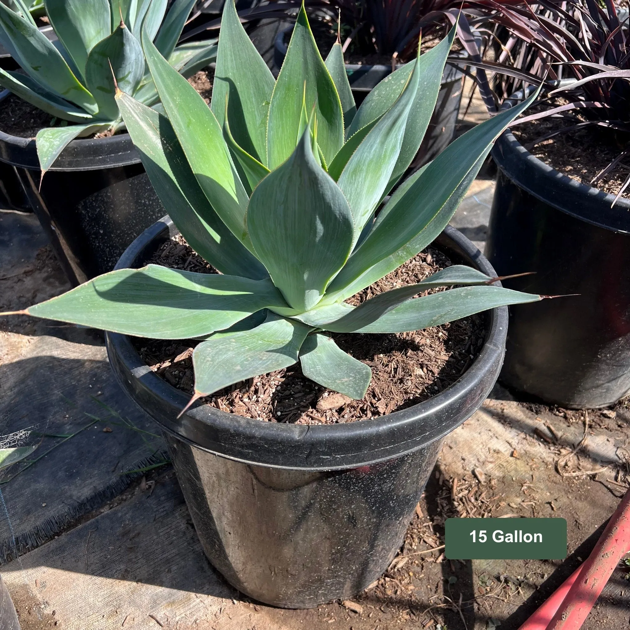 Agave Blue Flame