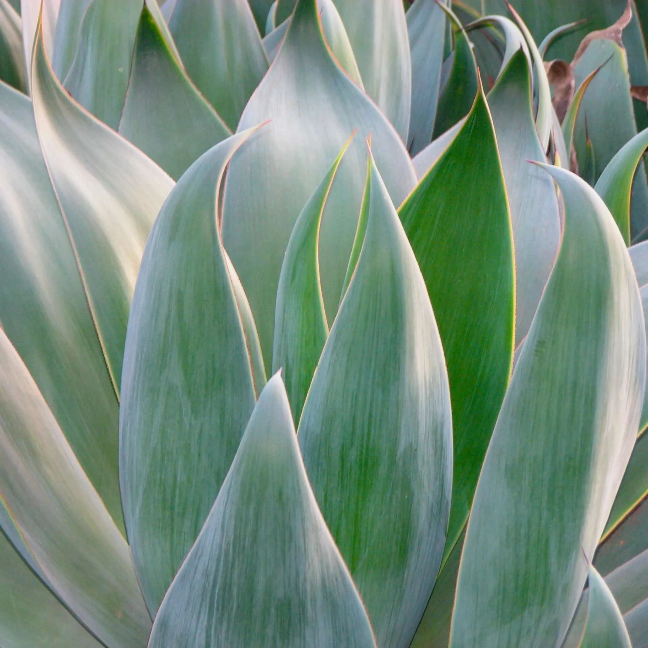 Agave Blue Flame