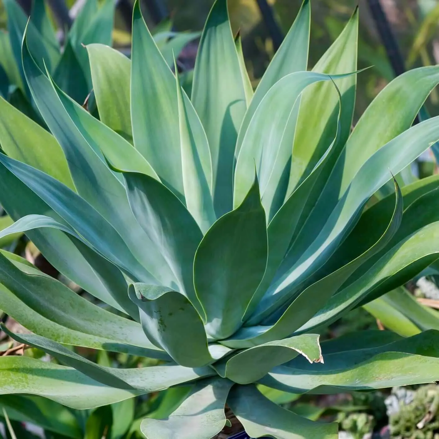Agave Blue Flame