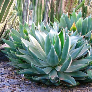 Agave Blue Flame