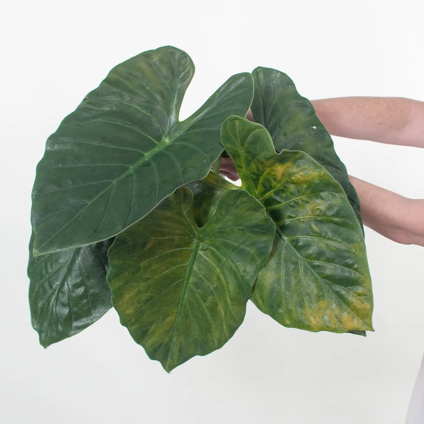 Alocasia Greenery