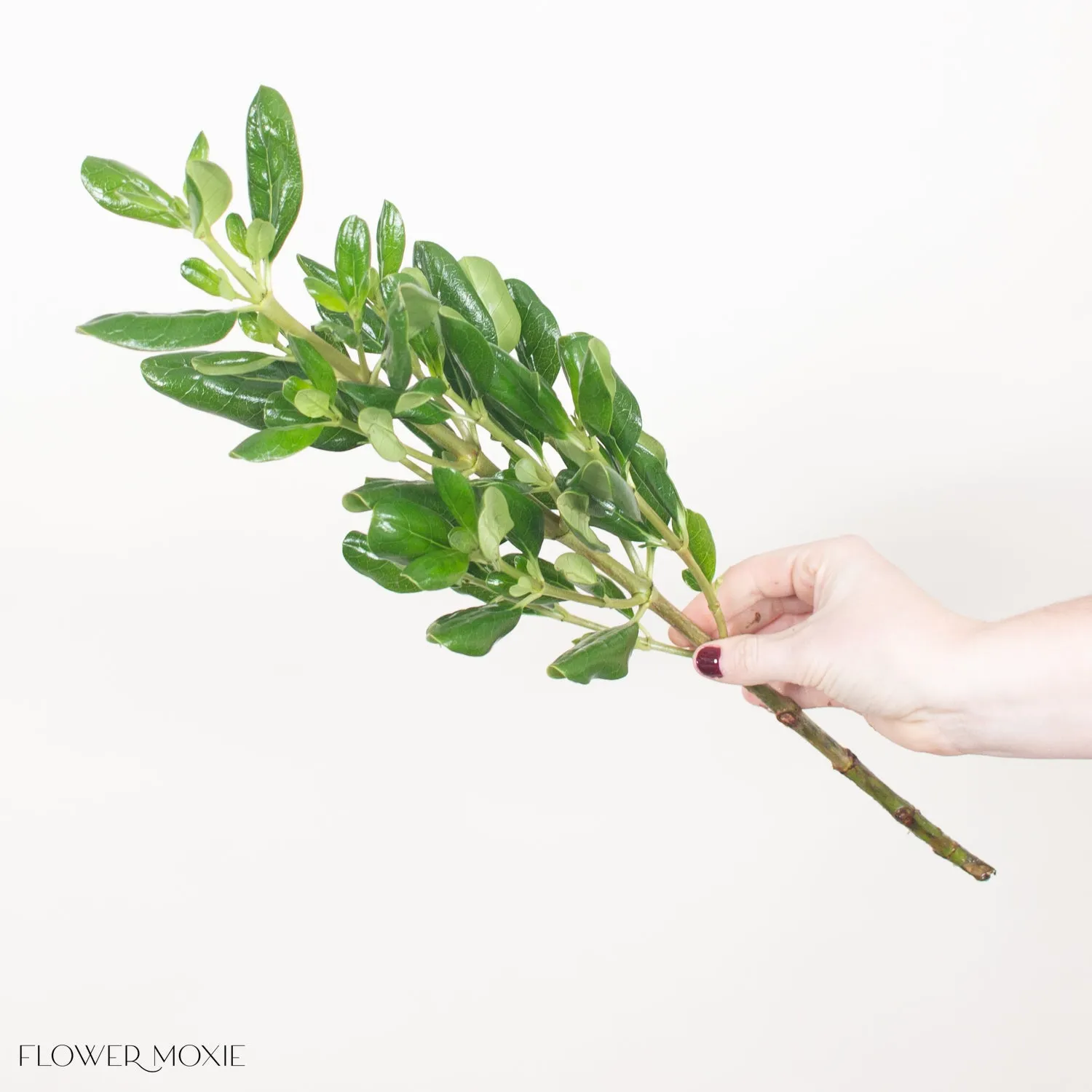 Brillantina Greenery