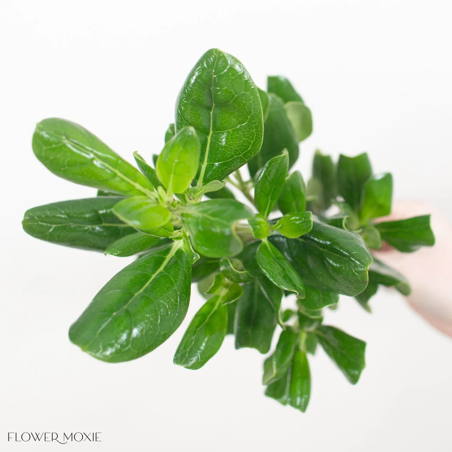 Brillantina Greenery