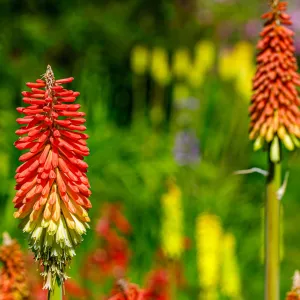 Kniphofia uvaria 'Flamenco' (Red Hot Poker) 9cm/3L