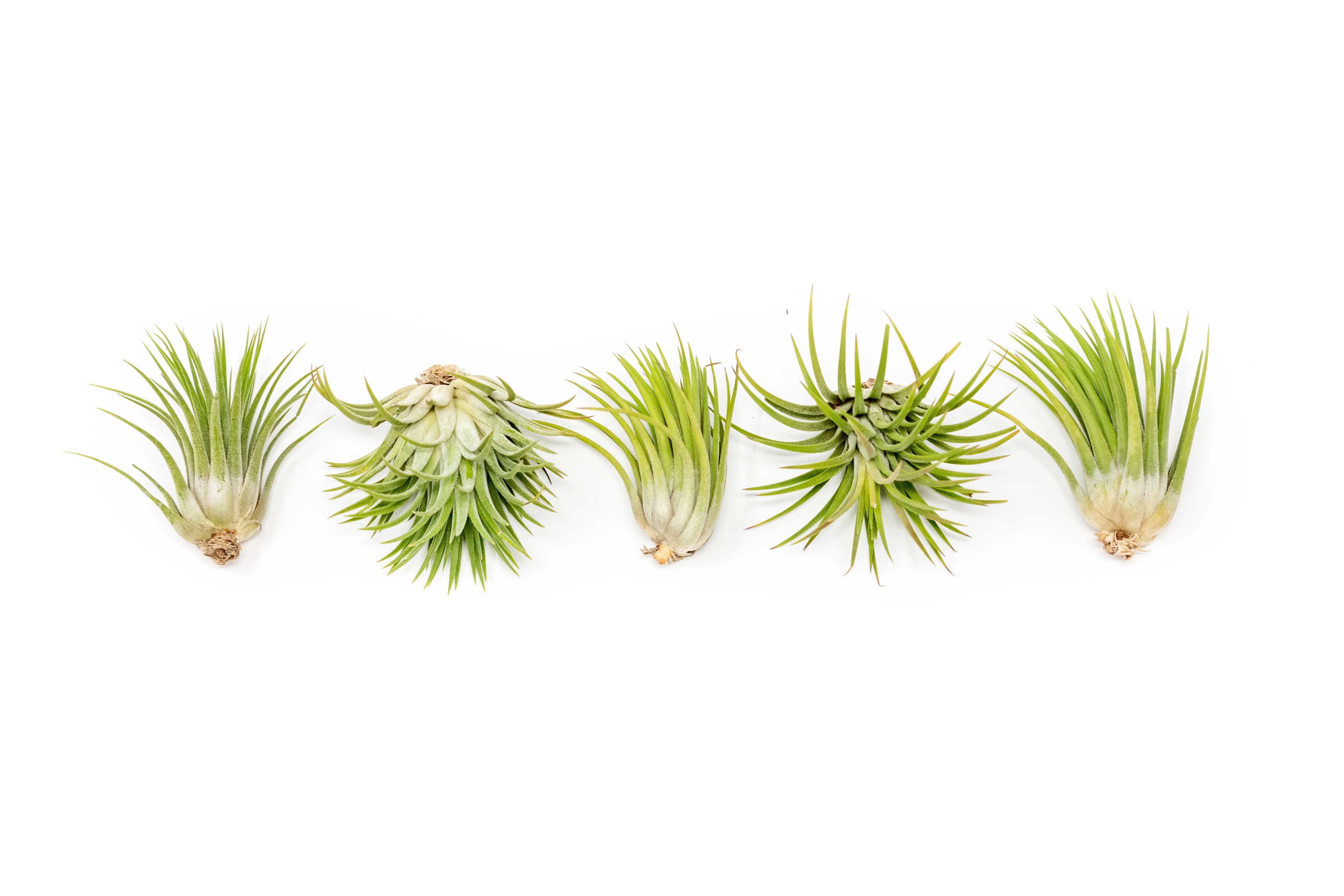 Set of 3 or 5 Tillandsia Ionantha Mexican Air Plants - Save up to 25%