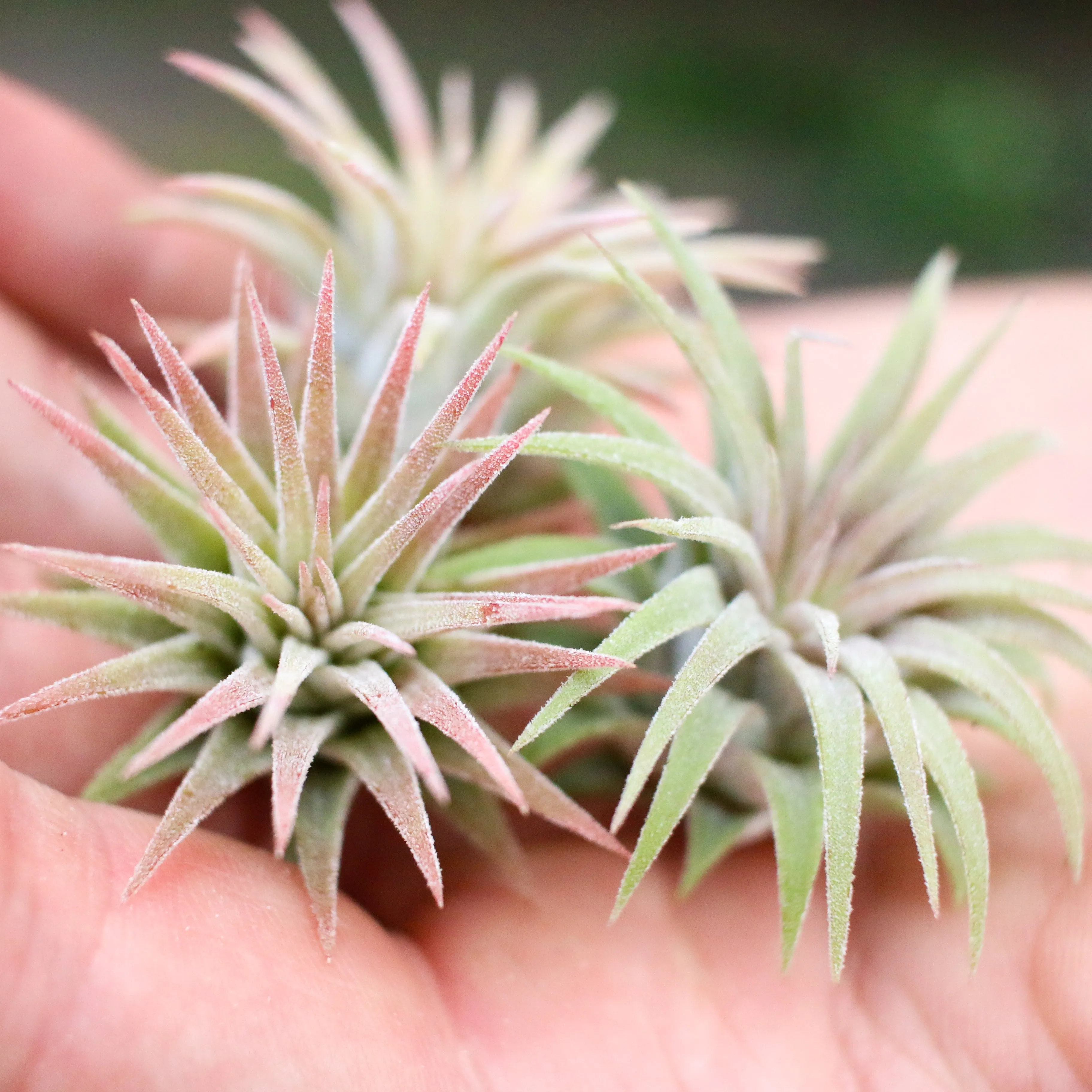 Set of 3 or 5 Tillandsia Ionantha Mexican Air Plants - Save up to 25%